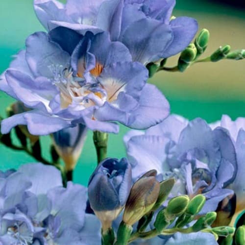 Фрезія махрова Blue - зображення 1