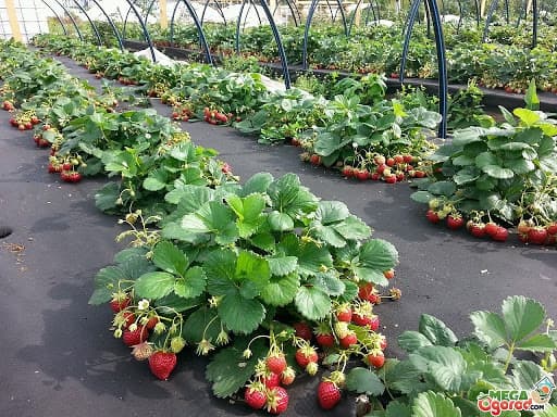 Агроволокно черное 1,6м ширина, 50г/м2, 1м