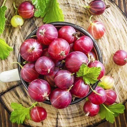 Аґрус Неслуховський - зображення 1