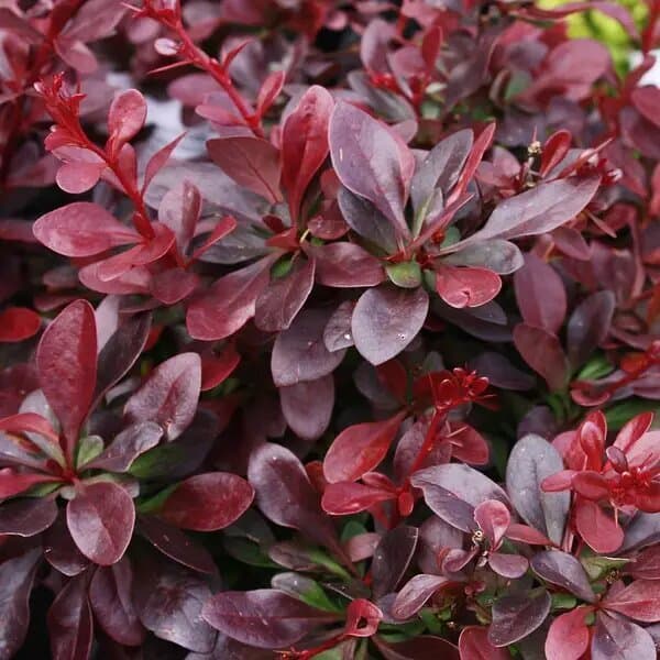 Барбарис "Atropurpurea" - зображення 1