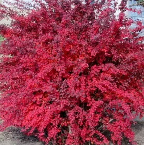 Барбарис Тунберга "Red Jewel" - зображення 1