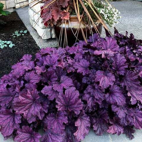 Гейхера Forever Purple - зображення 1