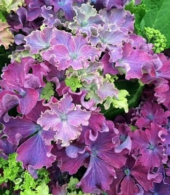 Гортензія великолистна Curly Sparkle Blue Purple