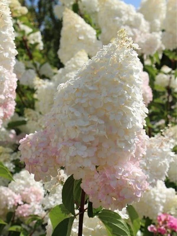 Гортензія волотиста Grandiflora - зображення 1