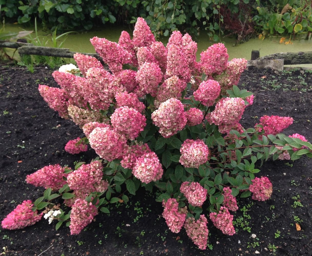 Гортензія волотиста Vanille Fraise