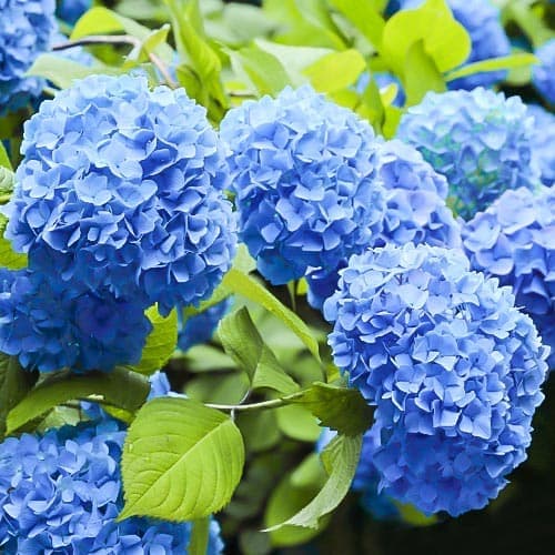 Гортензія крупнолиста Nikko Blue - зображення 1