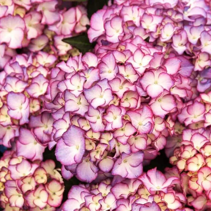 Гортензія крупнолистова Adula Purple - зображення 1