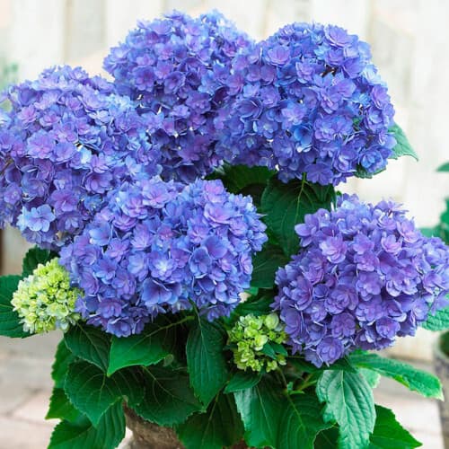 Гортензія крупнолистова Double Dutch Blue