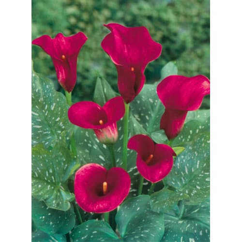 Кала Majestic Red - зображення 1