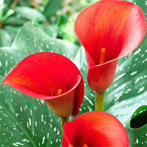 Кала Mango (Манго)