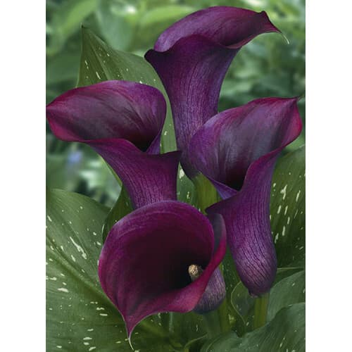 Кала Purple Sensation