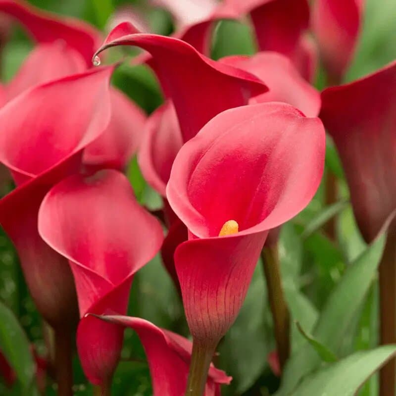 Кала Red Charm 14/16