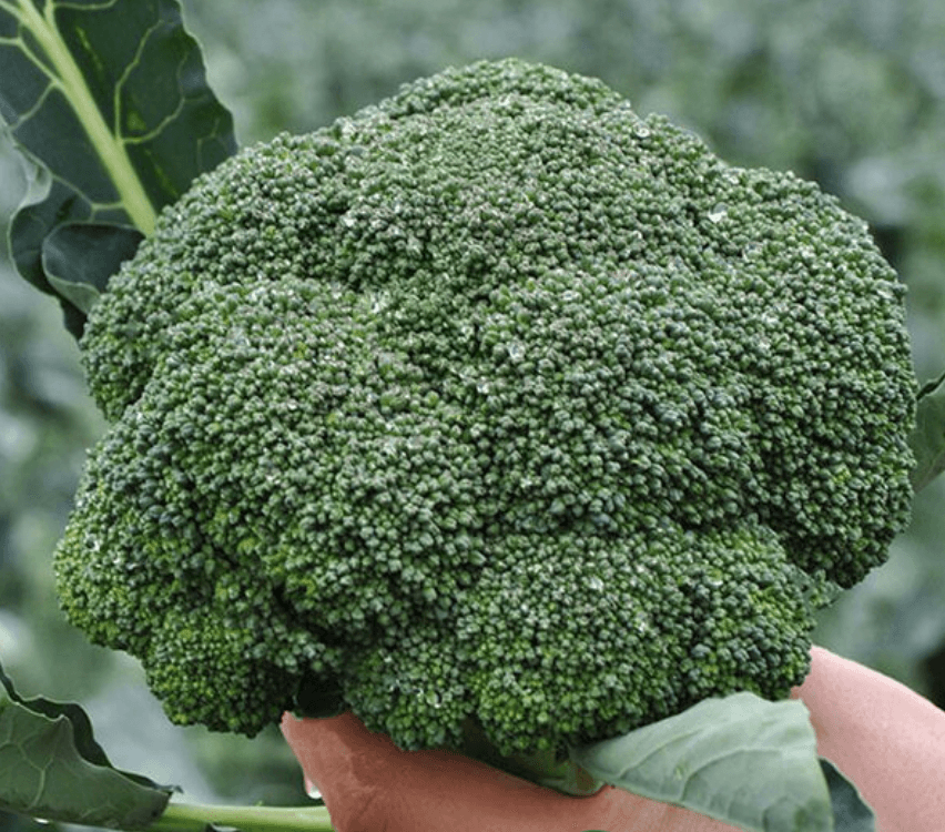 Капуста броколі KS 355 F1 (Kitano Seeds) 25 нас. - зображення 1