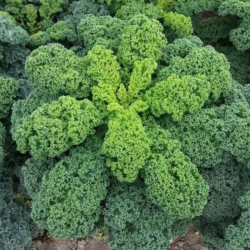 Капуста листова Кадет Moravoseed 25 шт