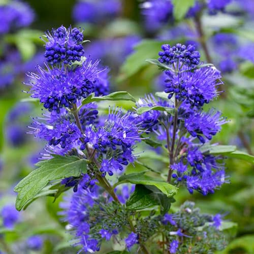Каріоптеріс "Kew Blue"