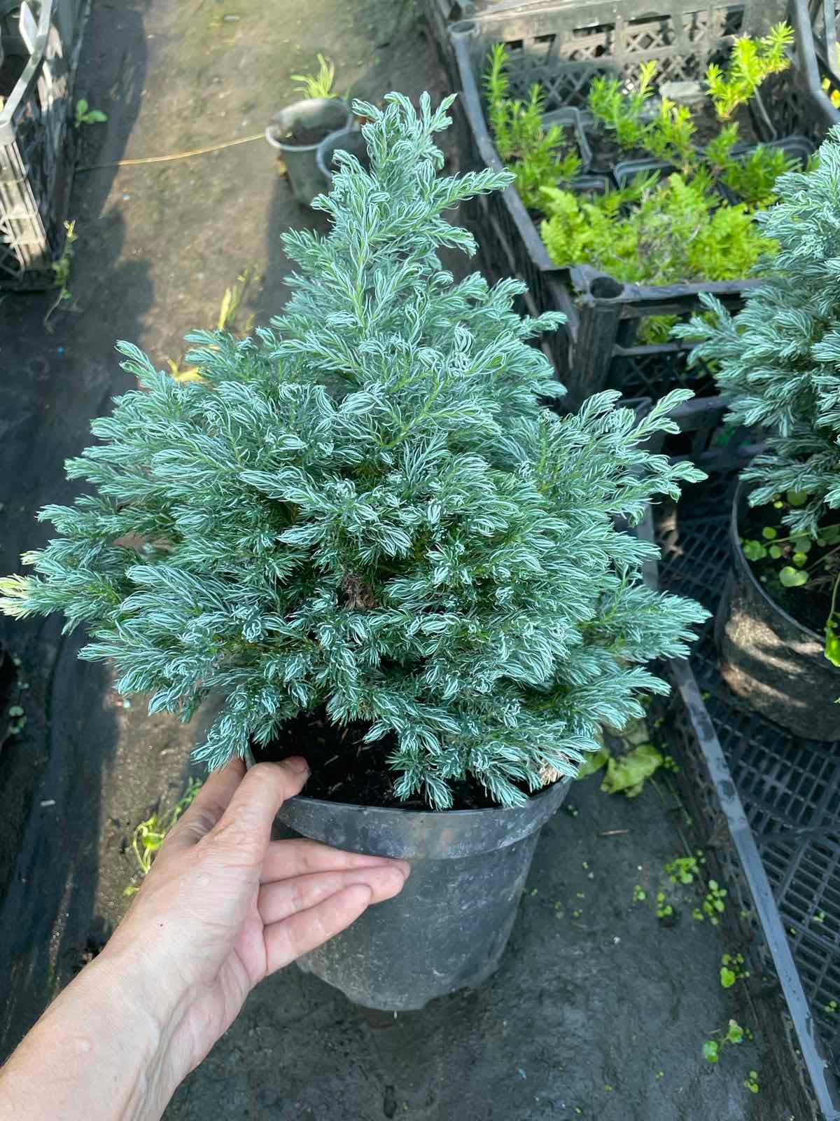 Кипарисовик горохоплідний Baby Blue C2 - зображення 1