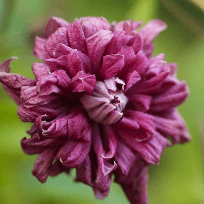 Клематіс Purpurea Plena Elegans - зображення 1
