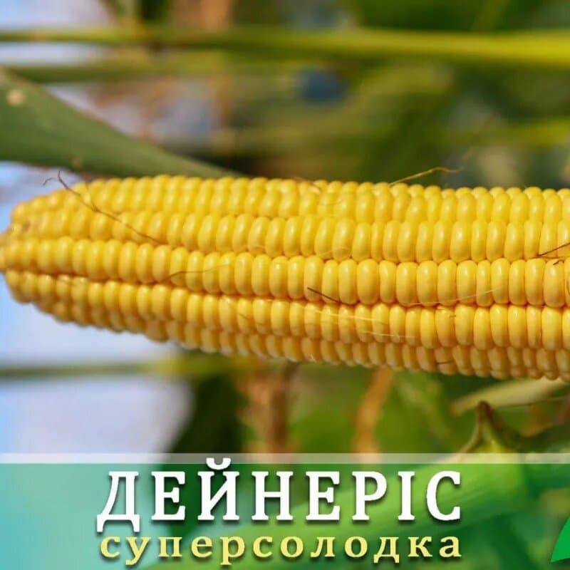 Кукурудза "Дейнеріс F1" 20 шт