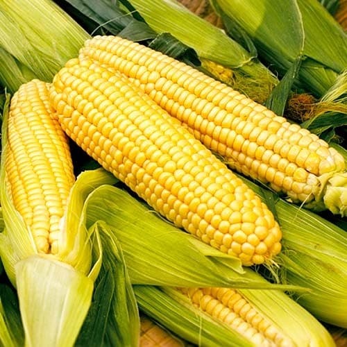Кукурудза цукрова Брусниця 20 г