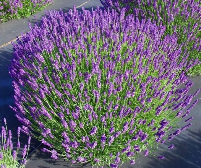 Лаванда Hidcote - зображення 1