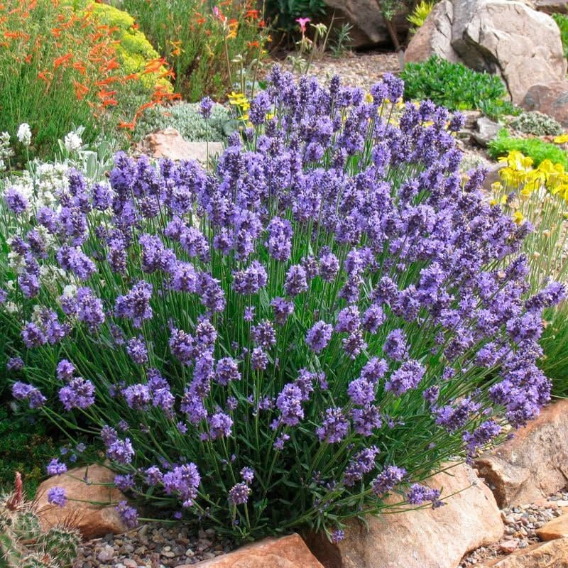 Лаванда вузьколиста Dwarf Blue - зображення 1