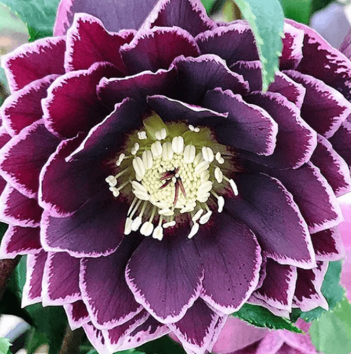 Морозник махровий Double Aubergine White Edge - зображення 1