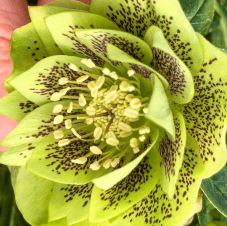 Морозник махровий Double Green Spotted - зображення 1