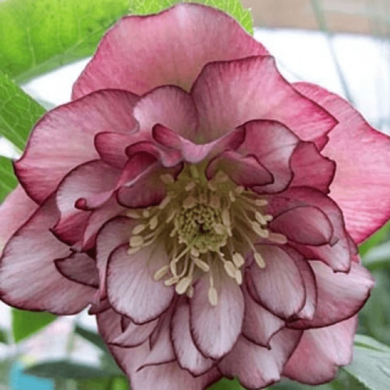 Морозник махровий Double Picotee Pink - зображення 1
