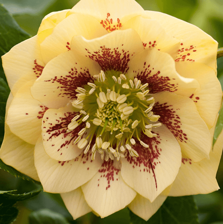 Морозник махровий Helleborus Double Yellow Spotted - зображення 1