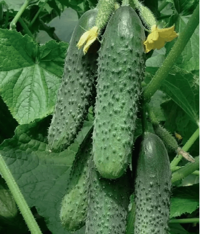 Огірок Кураж F1 (Breeding Seeds) 10 шт