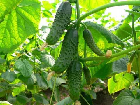 Огірок Маша F1 (Seminis) 10 шт - зображення 1