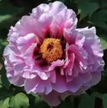 Півонія деревоподібна Paeonia x suffruticosa