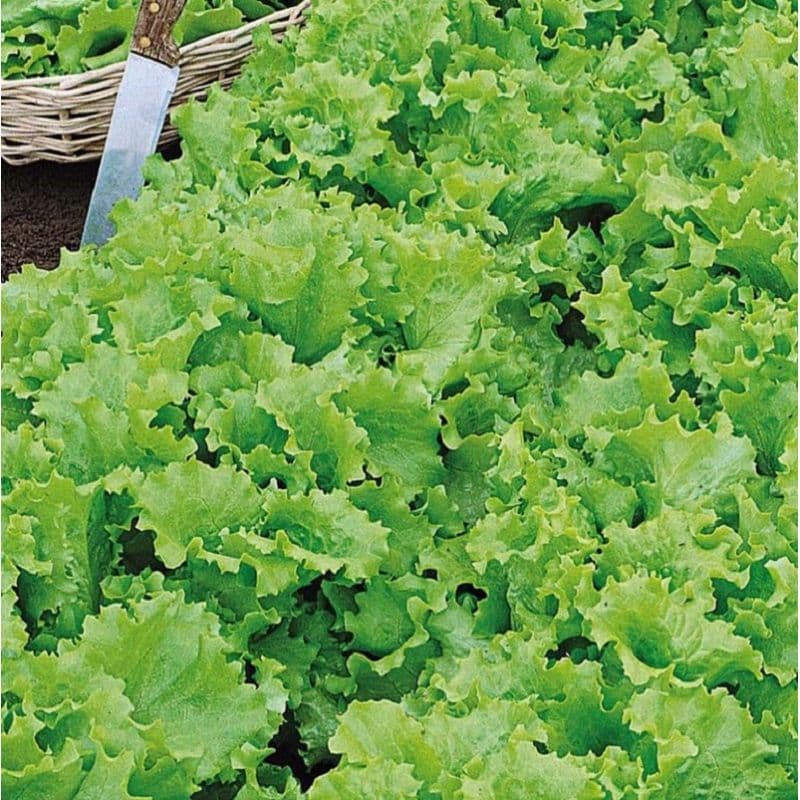 Салат бебі Кудряшка зелена 1 г