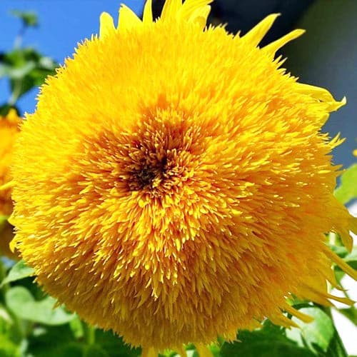 Соняшник Плюшевий ведмедик (GLSeeds) 1г - зображення 1