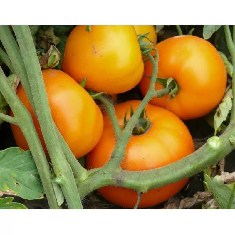 Томат Світ Сан F1 (Lark Seeds) 10 шт
