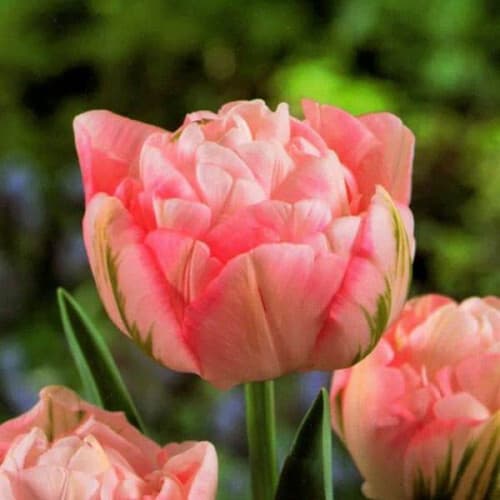 Тюльпан Махровий + Багатоквітковий Peach Blossom 10/11 - зображення 1