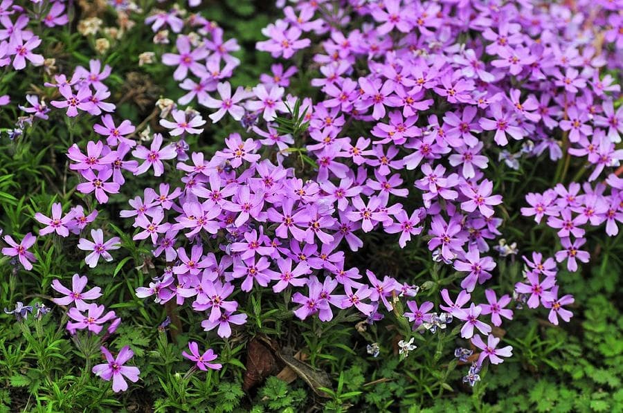 Флокс шилоподібний Purple Beauty - зображення 1