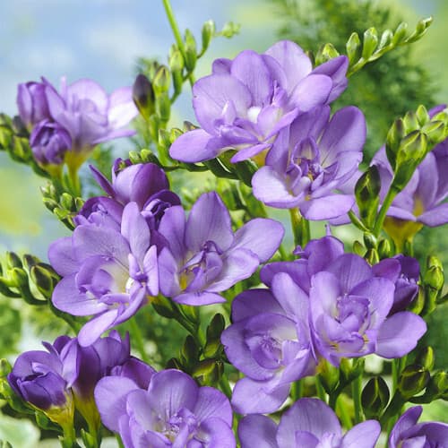 Фрезія махрова Lavander - зображення 1