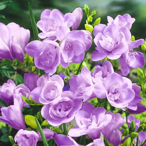 Фрезія махрова Purple - зображення 1