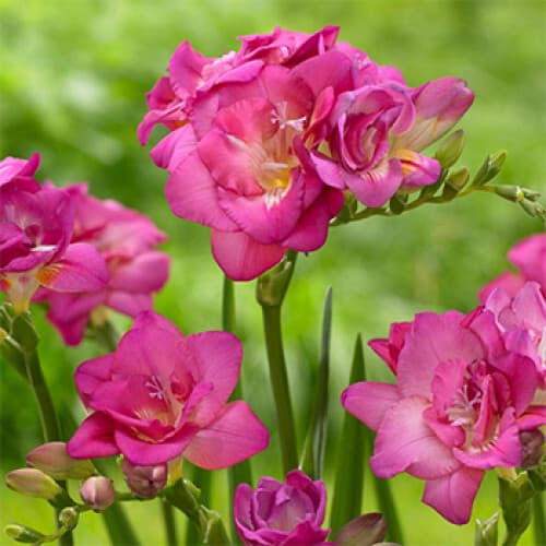 Фрезія махрова Rose - зображення 1