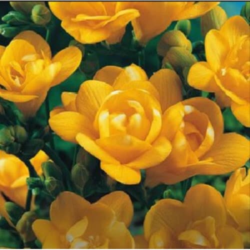 Фрезія махрова Yellow - зображення 1