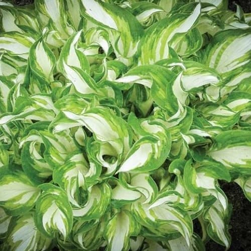 Хоста Kiwi Spearmint (Ківі Спірмаянт)