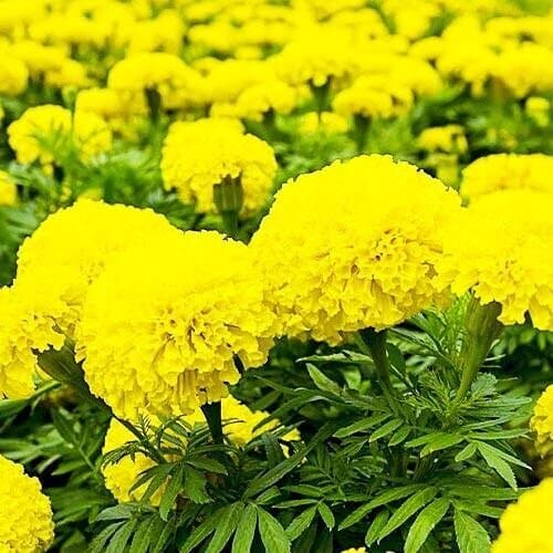 Чорнобривці Прямостоячі Місячне Сяйво 0,5г