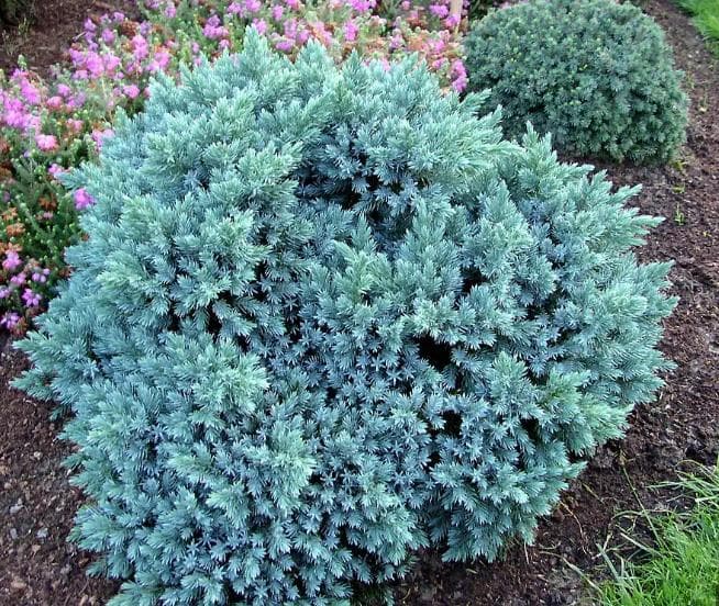 Ялівець лускатий Blue Star С2